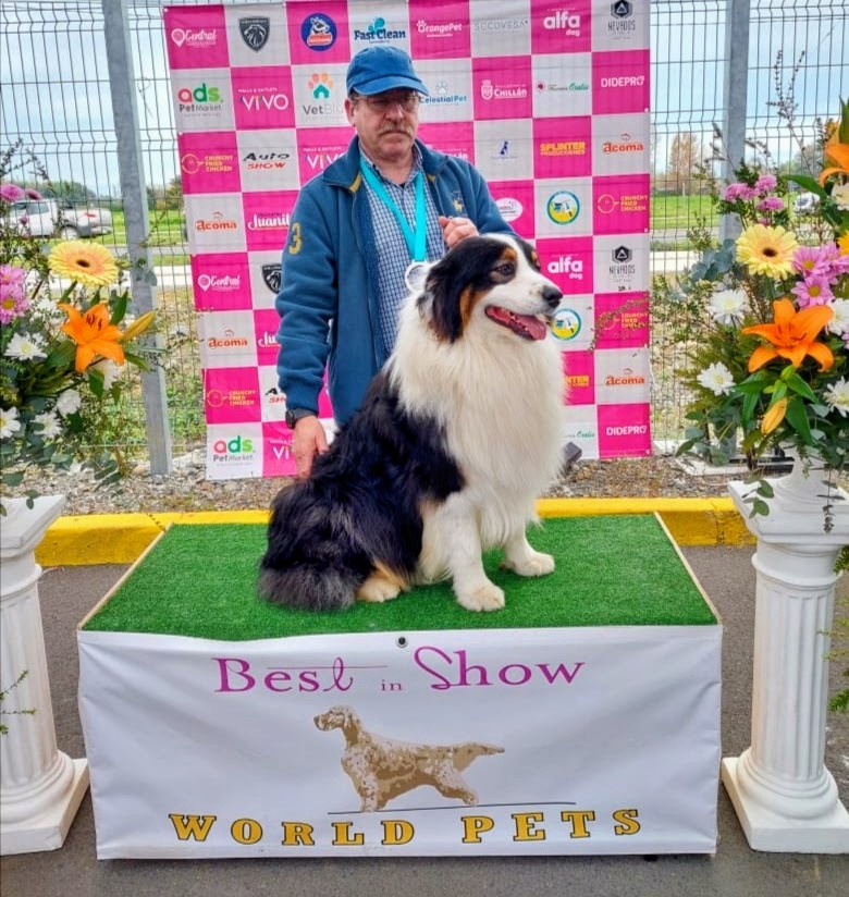 Aldo Aptecar, fundador de World Pets, presentando un Pastor Australiano en exposición canina