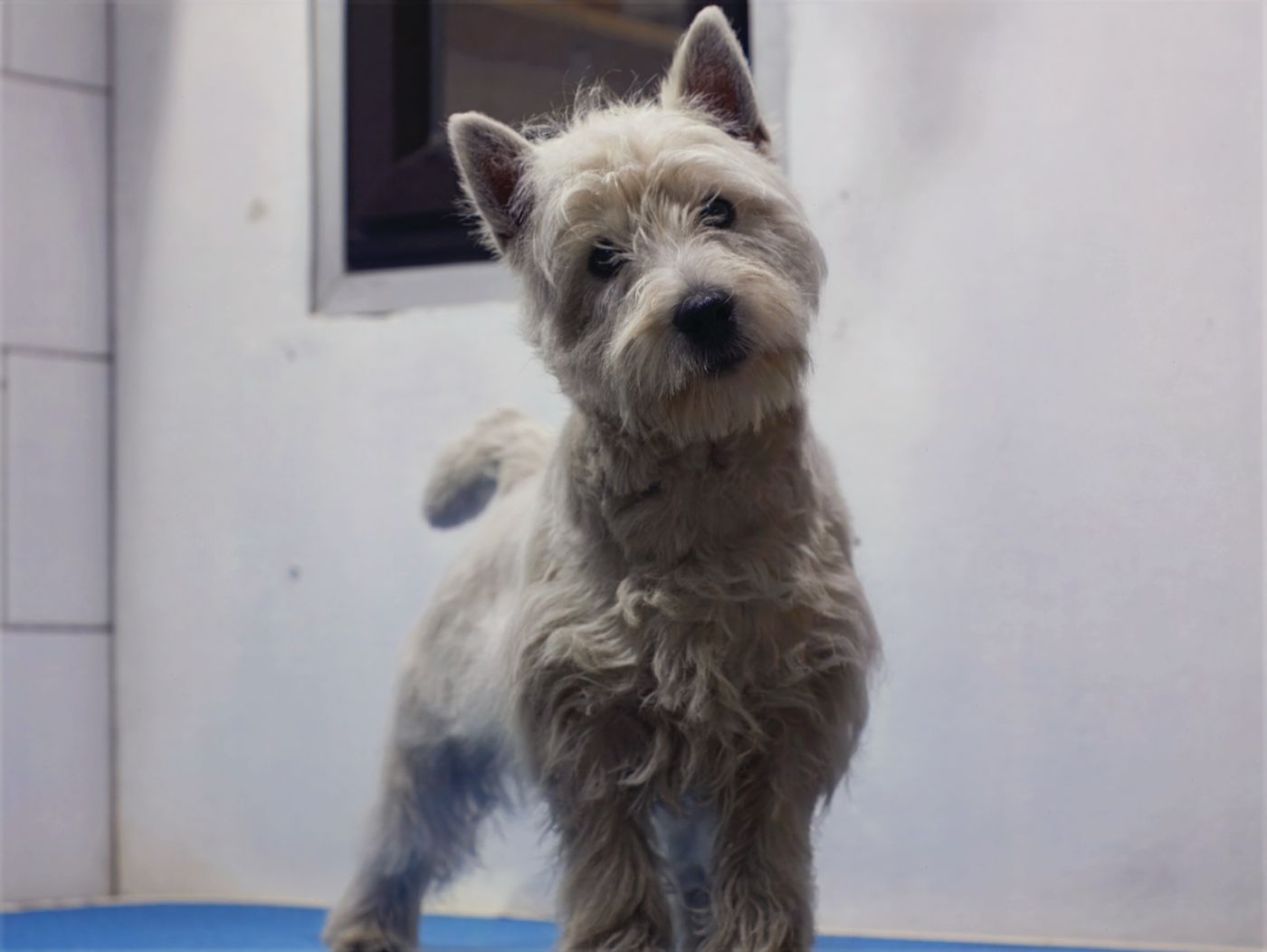 Perro antes de la peluquería