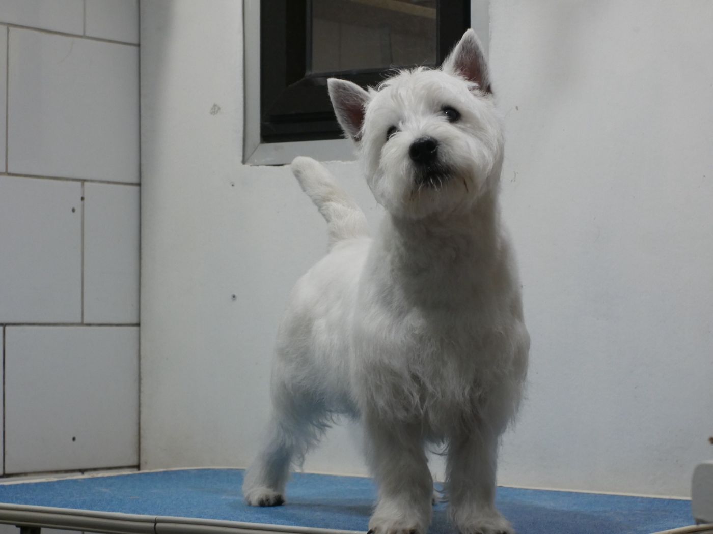 Perro después de la peluquería