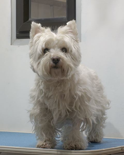 Tabata antes de la peluquería, con el manto largo y desordenado