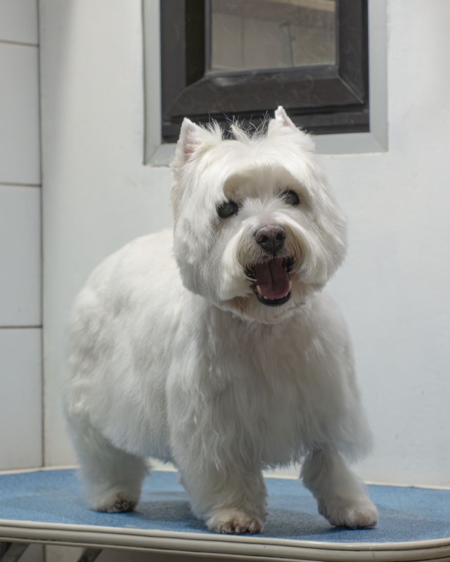 Tabata, una Westie, después de su peluquería en World Pets: manto blanco, parejo y bien terminado